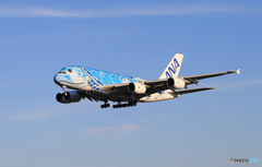「青い空」が一番 Flying Honu A380  Landing