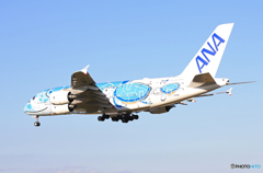 「SKY」 ANA A380-841 JA381A 着陸