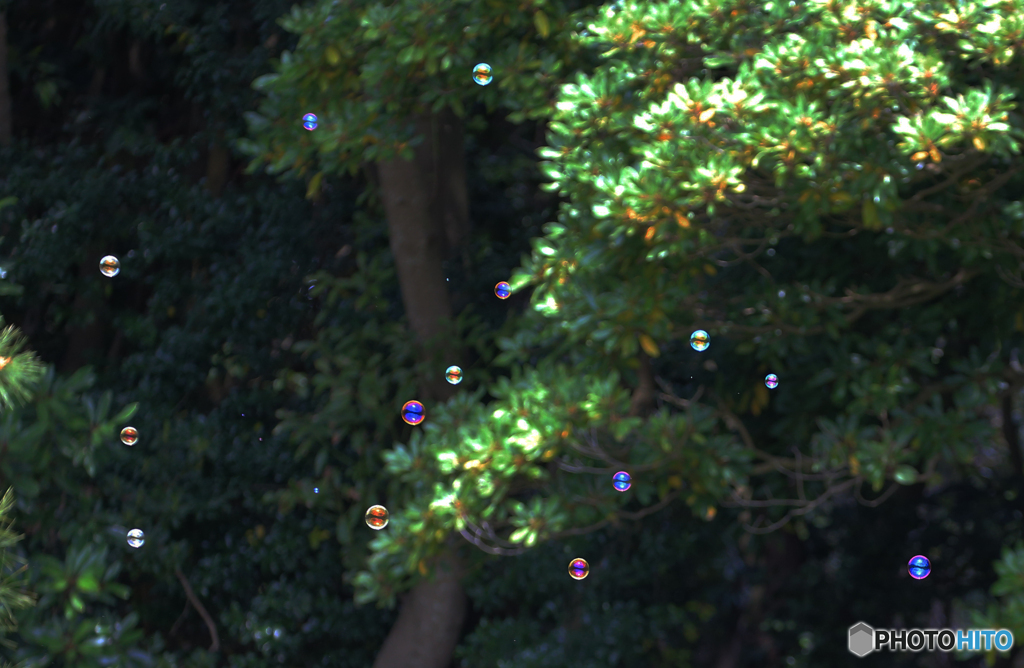 「晴れ」小さな　しゃぼん玉が　飛んで来た！