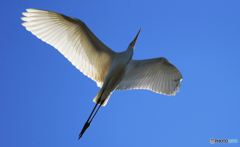 「青が好き」ダイサギのTakeoff 