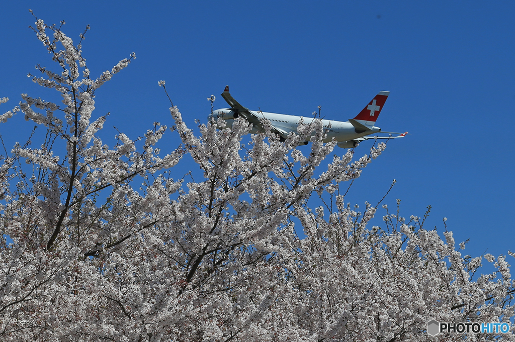 「青い空」が一番 サクラ と ✈SWISS A340☮