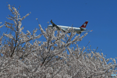 「青い空」が一番 サクラ と ✈SWISS A340☮