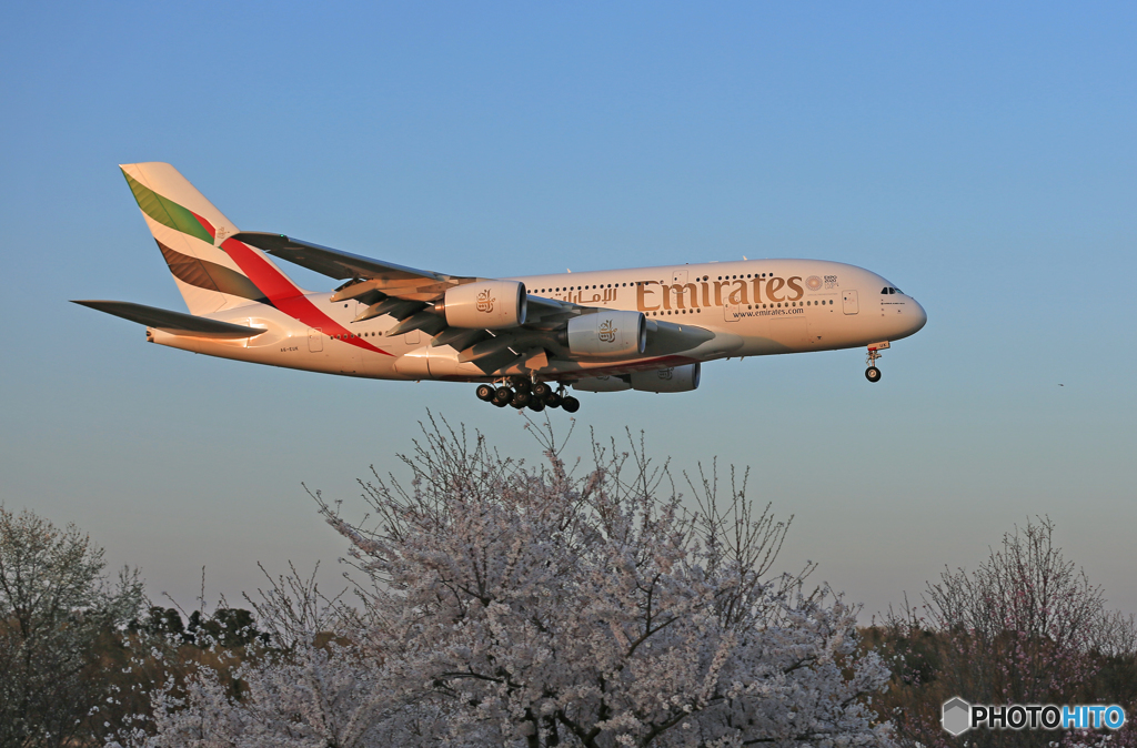 「青空」 桜と✈エミレーツ・エアバス✈A380 やはりデカイ!