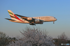 「青空」 桜と✈エミレーツ・エアバス✈A380 やはりデカイ!