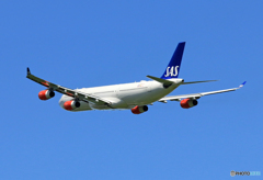 「真青の空」 SAS A340-313 OY-KBD 飛ぶ