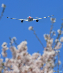 「青空」 American 777-200 Takeoff