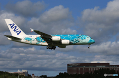 「青が好き」 ANA A380-841 「Flying Honu２」着陸