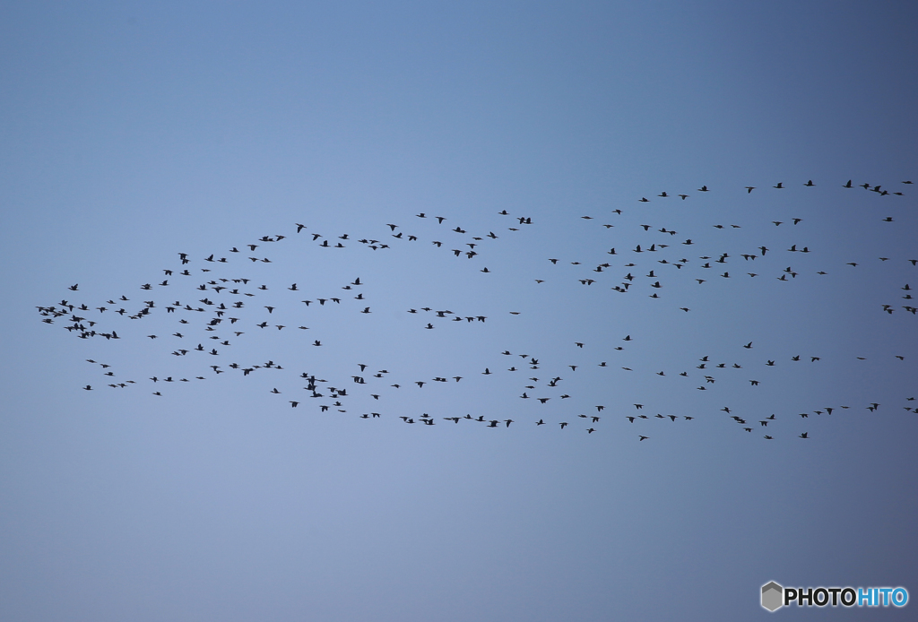 東 京 湾 の 渡 り 鳥 を 観 る