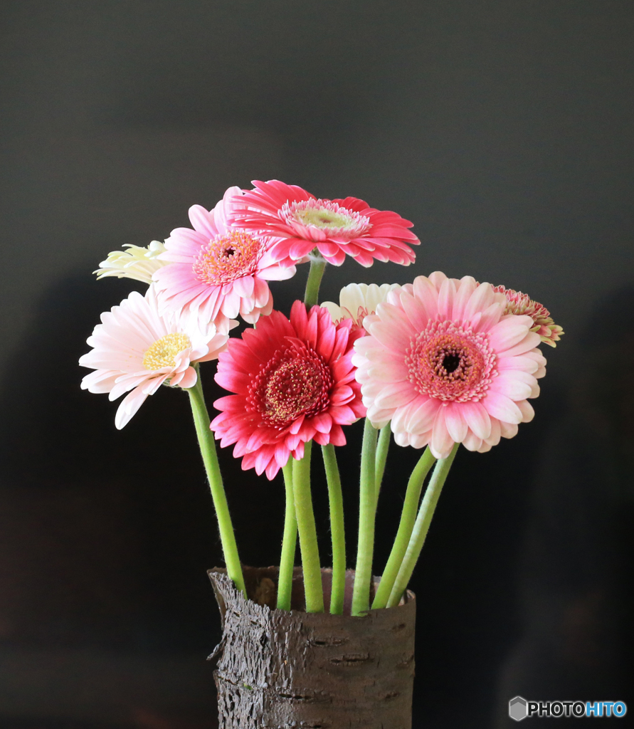 何んの花ですか？