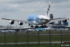 「晴れ」 Flying Honu A380-841  Landing