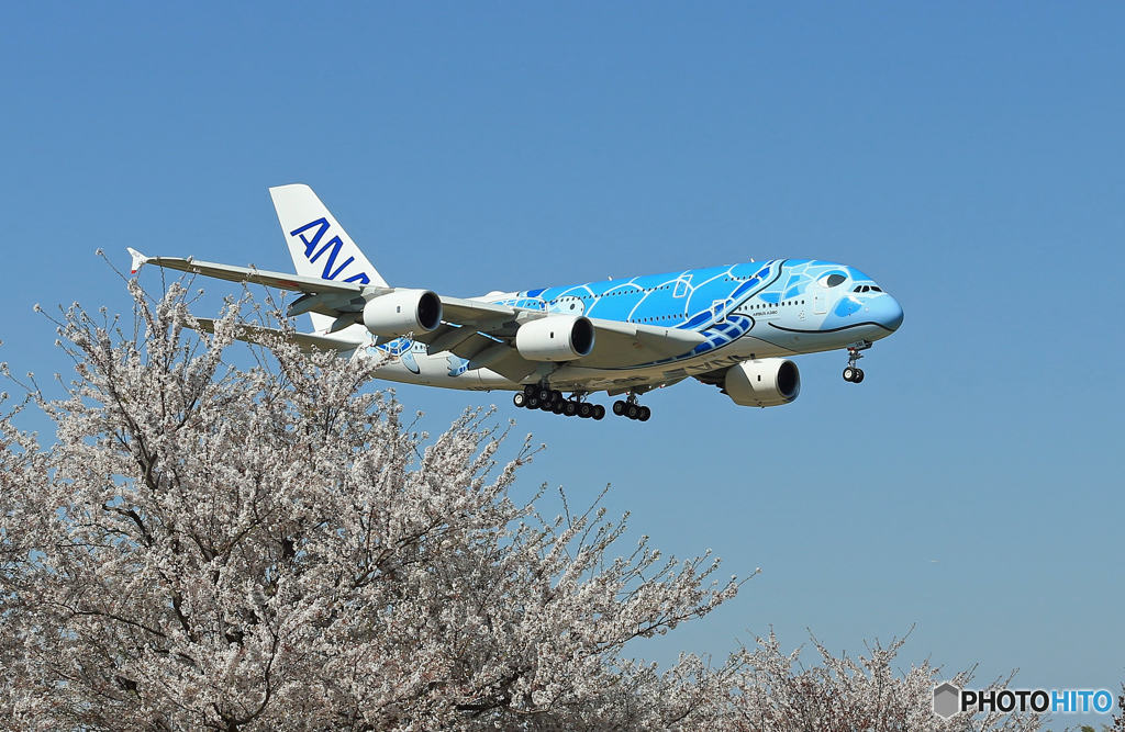 「真青の空」さくら満開で関空より戻って来た✈「Flying Honu」