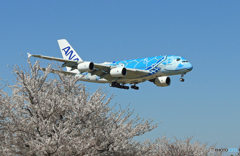 「真青の空」さくら満開で関空より戻って来た✈「Flying Honu」