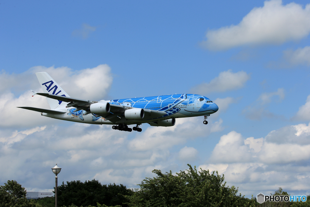「SKY」いつもの顔なんですがチョット違う Flying Honu
