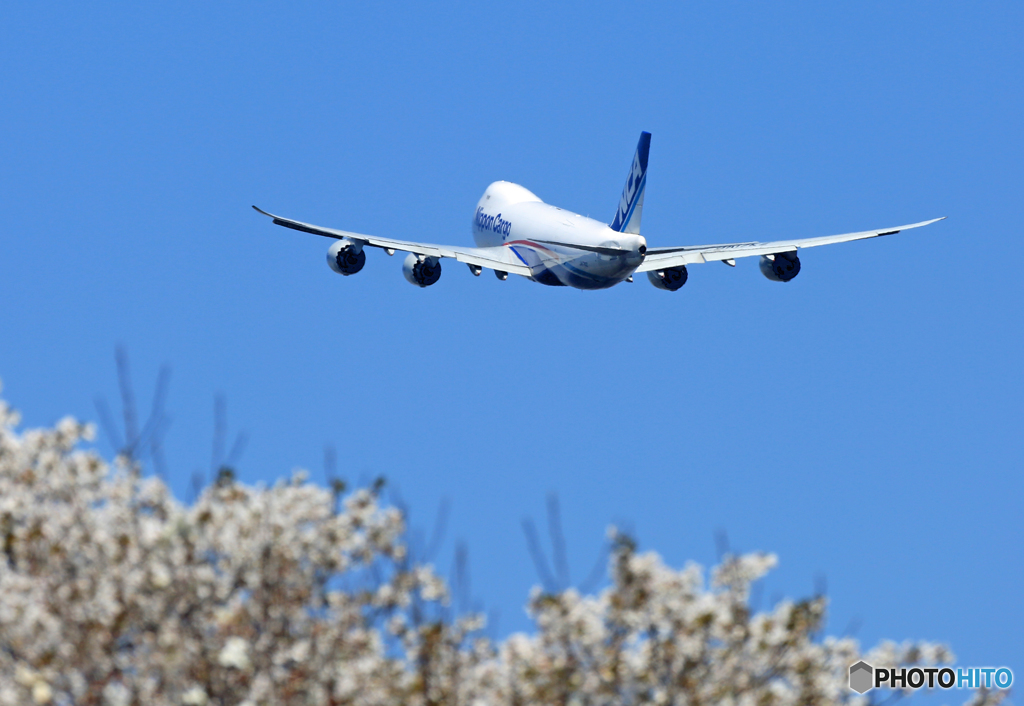 「良い空～」　桜咲く✈ジャンボ機・飛び立ちです✈