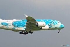 「青色が好き」 Flying Honu  A380-841 着陸です