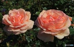 「cool」薔薇の姉妹