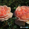 「cool」薔薇の姉妹