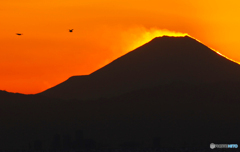 「空色」富士山と鳥たちの夕暮れ