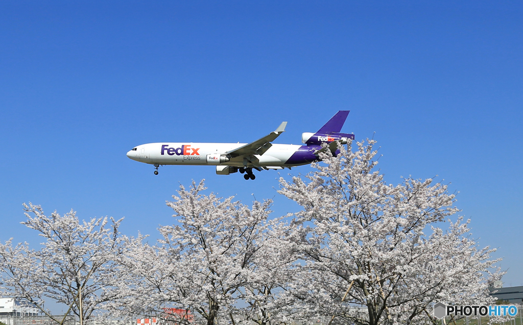 ☀「青い空」が一番 さくらとFedEx MD-11 Landing