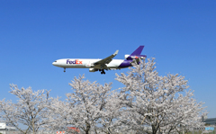 ☀「青い空」が一番 さくらとFedEx MD-11 Landing