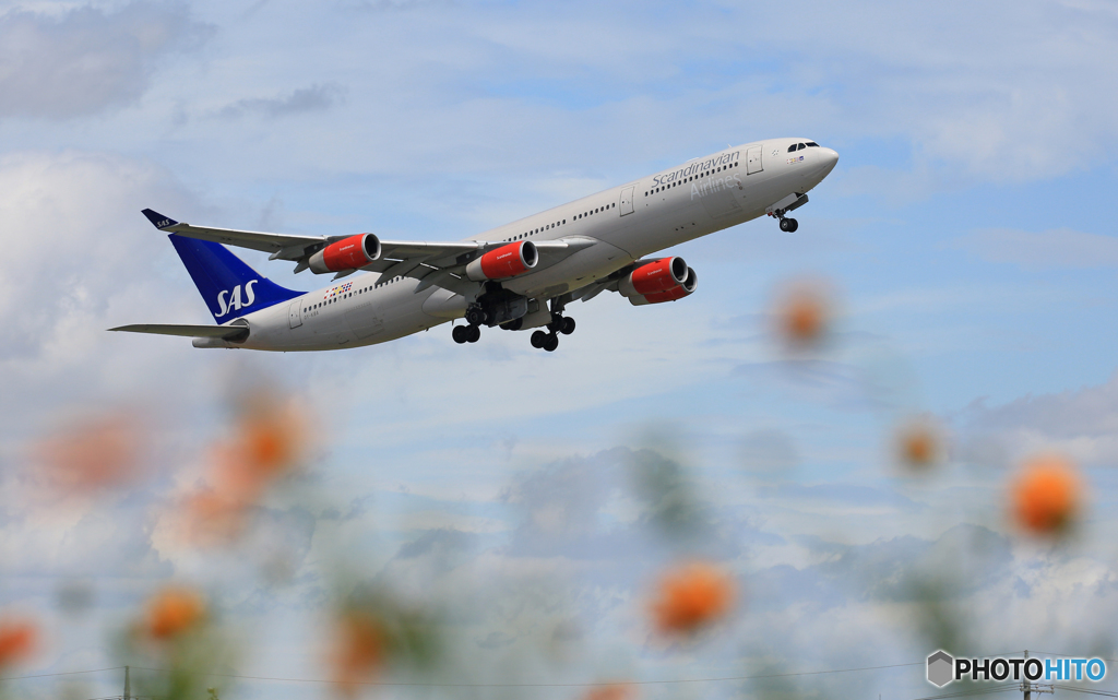 「そらー」 SAS A340-313 OY-KBA 飛行