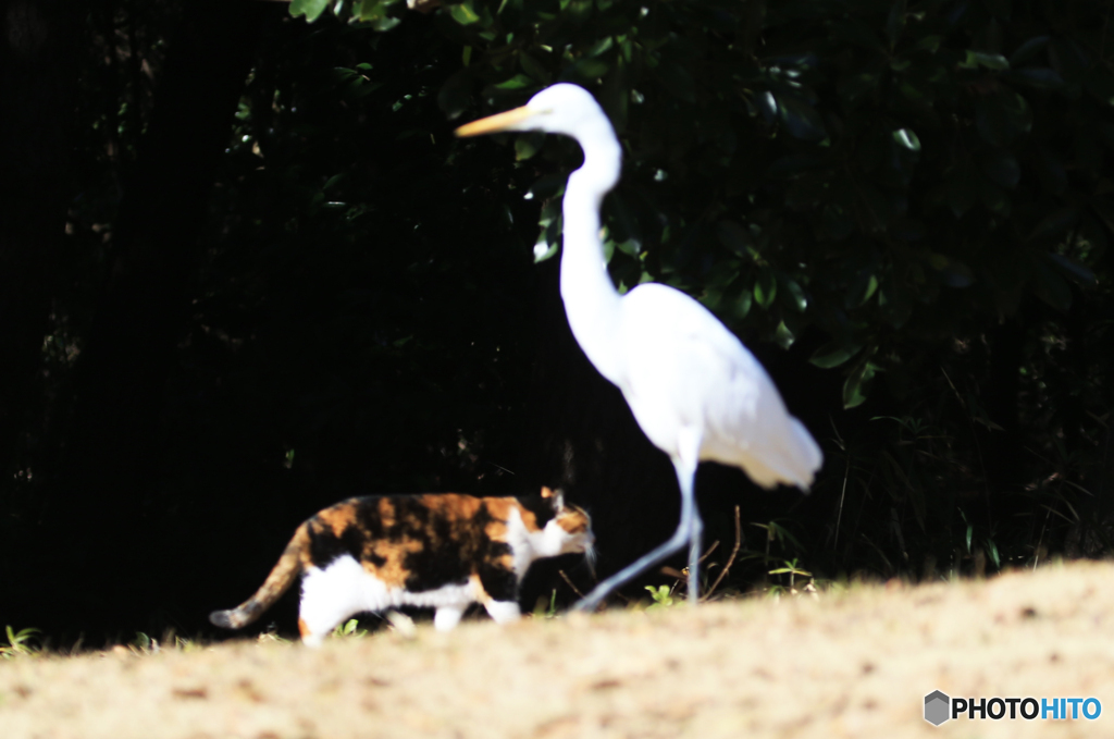 「良い空～」　猫とダイサギ の不思議な関係？