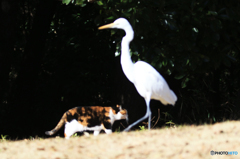 「良い空～」　猫とダイサギ の不思議な関係？