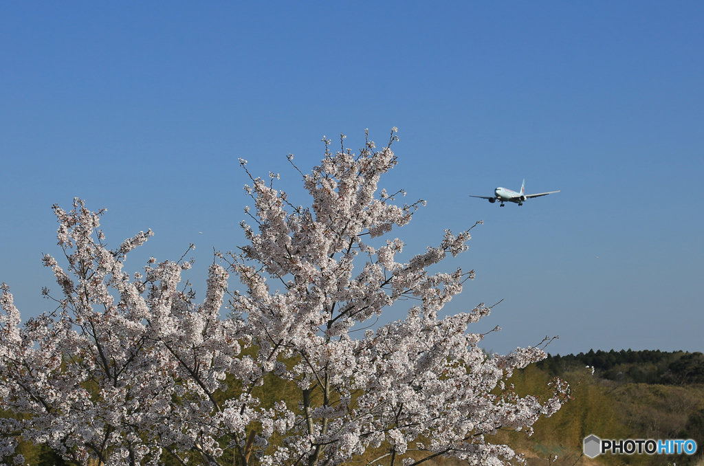 「良い天気」 sakura / さくらと Air Canada Landing