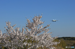 「良い天気」 sakura / さくらと Air Canada Landing