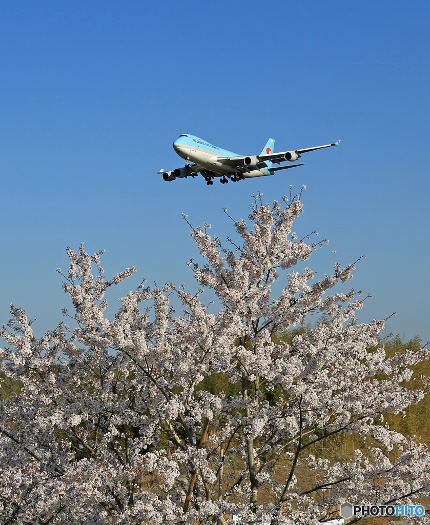 「青が大好き」  ☀桜とジャンボ機 B747 到着