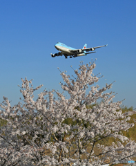 「青が大好き」  ☀桜とジャンボ機 B747 到着