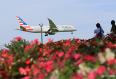 「はれー」 American 787-8 N805AN 青と赤