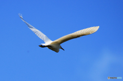 「真青の空」大　鷺　の　飛　行