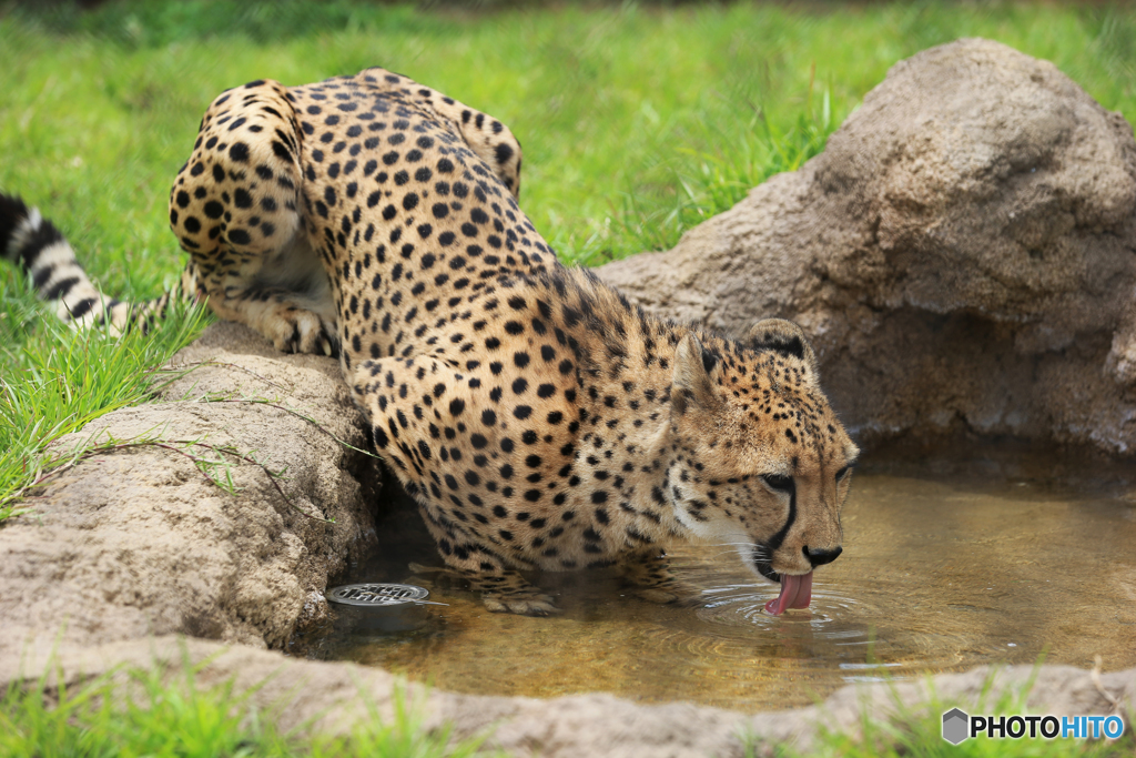 「晴れ」大きな猫が水を飲んでいました！！