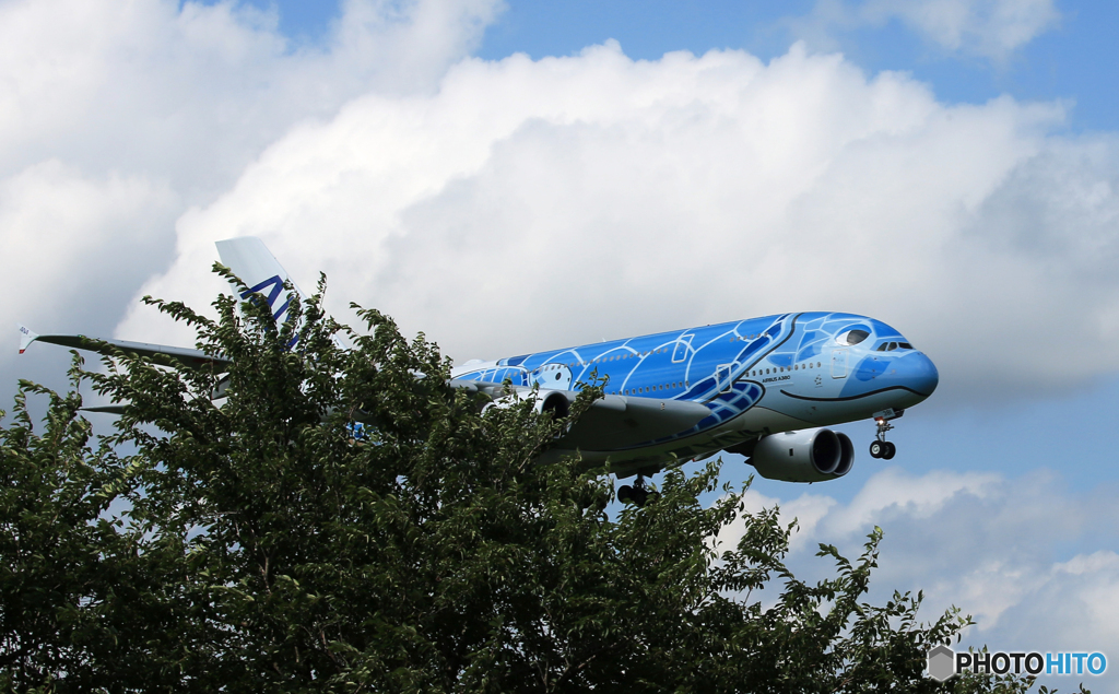 「SKY」✈さくらの山　Flying honu ・ 待たせたねえ〜  ✈