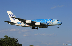 「良い天気」Flying Honu A380-841 JA381A お帰り？
