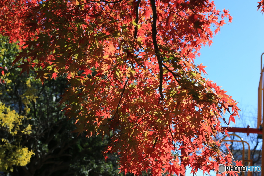 ☀「青い空」公園の滑り台　横のもみじ