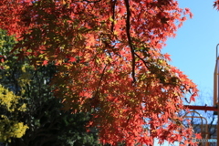 ☀「青い空」公園の滑り台　横のもみじ