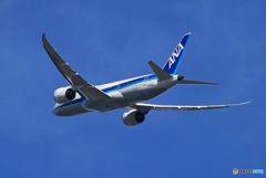 「群青」ANA 787-8 JA834A Takeoff  