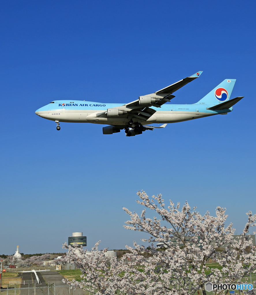 「晴れ」 桜とKOREAN Cargo 747ジャンボ 到着です