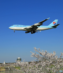 「晴れ」 桜とKOREAN Cargo 747ジャンボ 到着です