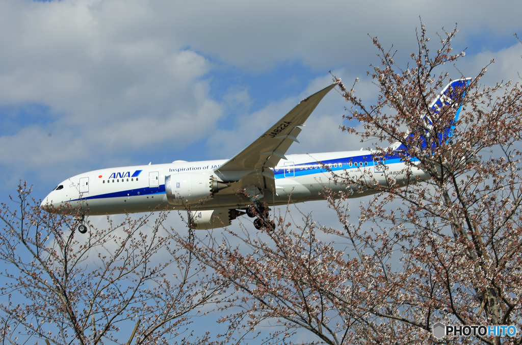 「青が好き」 ひこうきの丘 咲き始めました ☮到着