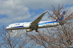 「青が好き」 ひこうきの丘 咲き始めました ☮到着