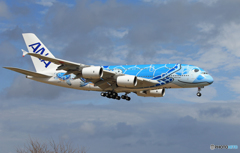 ✈本日のイベント✈ANA A380 ✈ 「FLYING HONU」来た～！