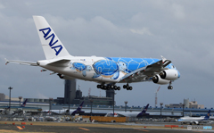 「ブルー」 ANA 「海亀 HONU」 JA381A 到着