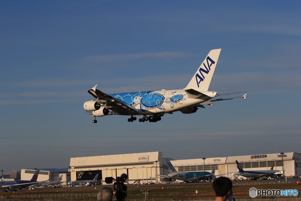 「青い日」Flying Honu  A380-841   Landing　Wホヌ