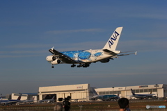 「青い日」Flying Honu  A380-841   Landing　Wホヌ