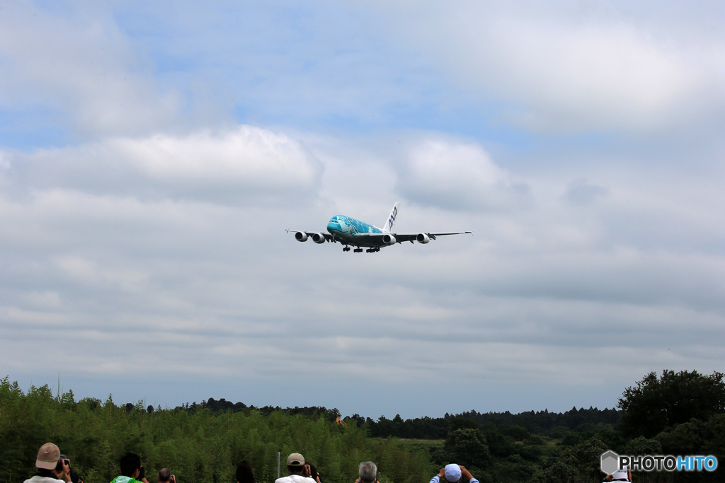 「青が大好き」✈ホノルルから戻って来た「ホヌ2号機」✈
