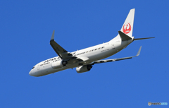 「群青色」JAL 737-800 JA320J  Takeoff  