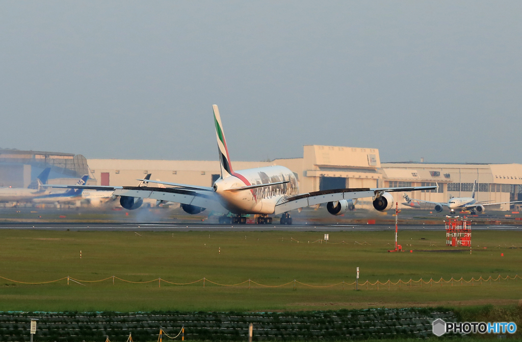 「青が好き」 ✈エミレーツ動物愛護機✈ 着陸します